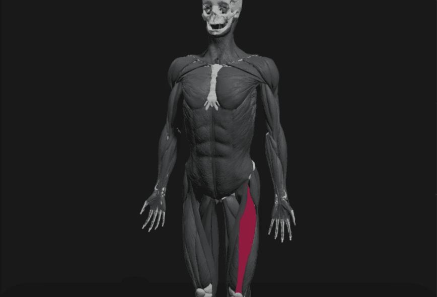 Anatomy model with the left rectus femoris highlighted